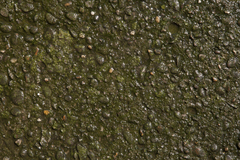 Wet Concrete with Lichen