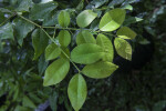 Wet Jabuticaba Leaves