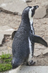 Wet Penguin at the Artis Royal Zoo