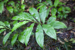 Wet Pinecone Ginger Leaves