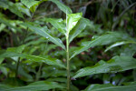 Wet Pinecone Ginger Stalk