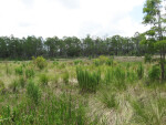 Wet Prairie and Trees