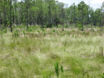 Wet Prairie