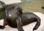 Wet Seal Grooming