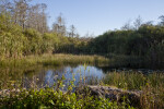 Wetland at the Big Cypress National Preserve