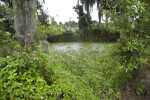 Wetland plant life thriving at Circle B Bar Reserve