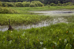 Wetland plant life thriving at Circle B Bar Reserve