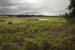 Wetland Plants Overtake Pasture