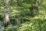 Wetlands at Brooker Creek