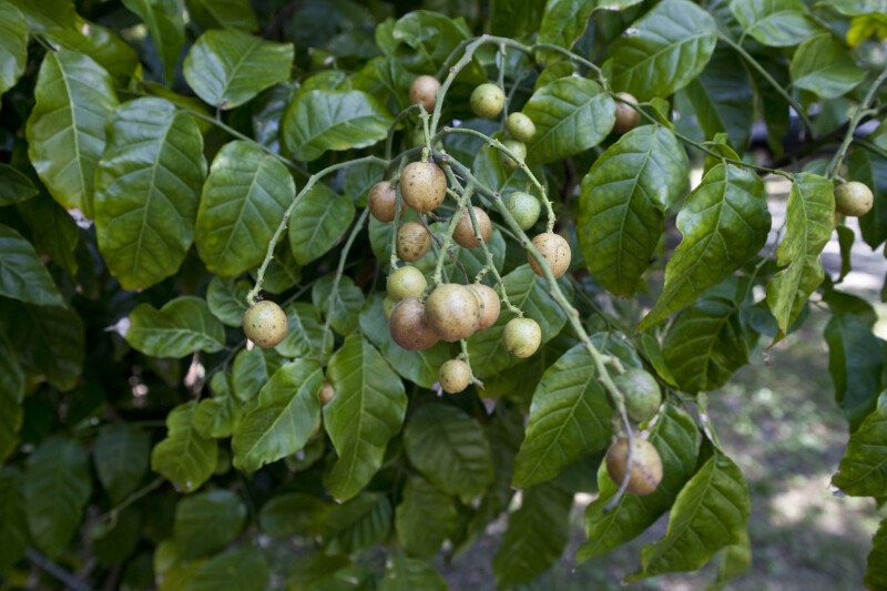 Whampi Berries