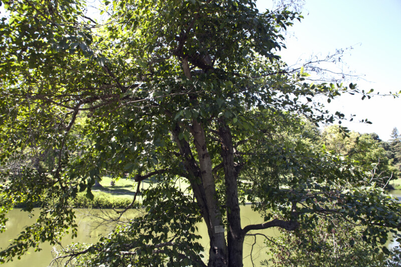 White Alder Tree at the UC Davis Arboretum