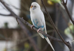 White-and-Blue Budgie