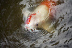 White and Orange Koi Eating