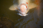 White and Orange Koi