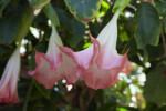White and Pink Angel's Trumpet Flower