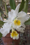 White and Yellow Flower