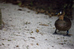 White Back Duck