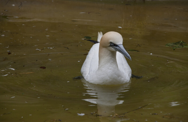 White Bird in Murky Water