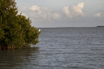 White Bird Resting on the Branch of a Red Mangrove