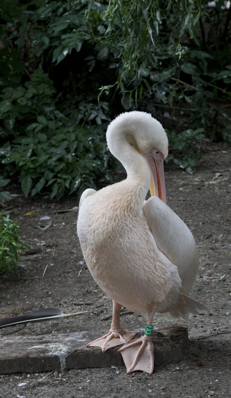 White Bird with Webbed Feet Preening Itself at the Artis Royal Zoo