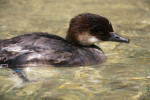 White-Cheeked Pintail