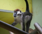 White-Collared Mangabey with Tail Up