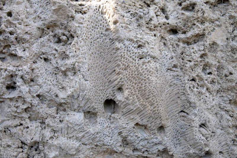 White Coral Fossils