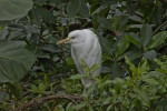 White Egret with Yellow Beak Perched on Branch