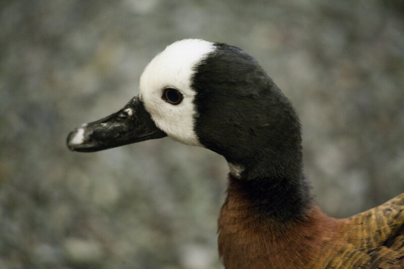 White-Faced Whistling-Duck Close-Up