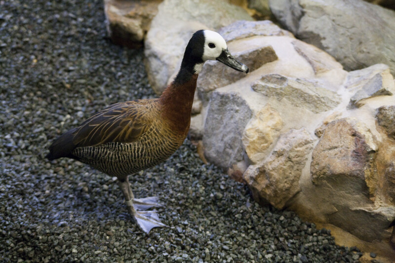 White-Faced Whistling-Duck