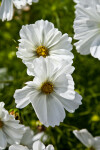 White Flower