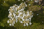 White Flowers and Yellow Flower Buds of a Japanese Snowball Shrub