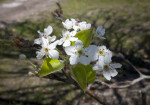 White Flowers with Five Petals