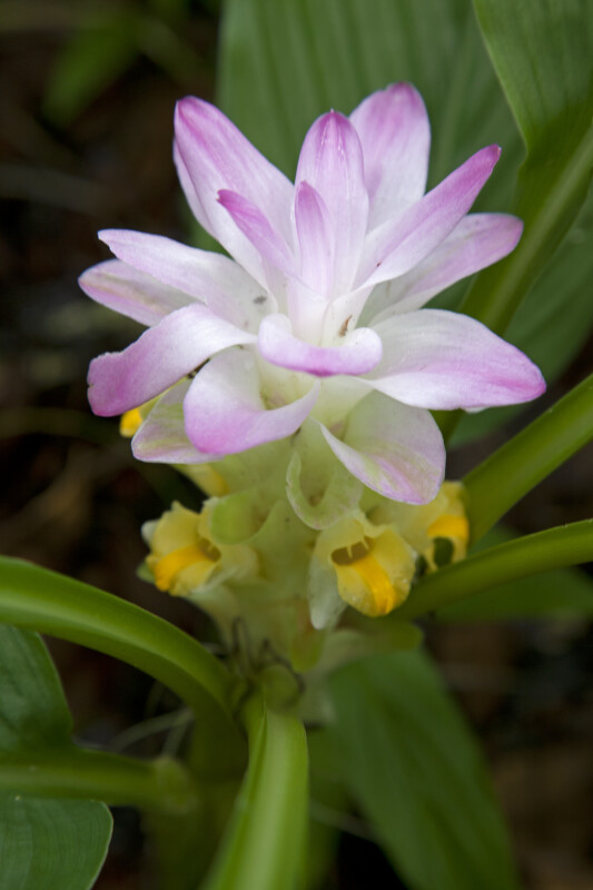 White Ginger Flower with Purple Tips