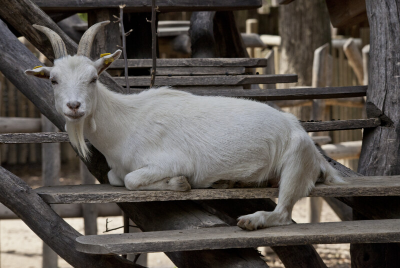 White Goat Resting on Steps at Vienna's Schönbrunn Tiergarten