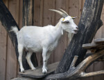 White Goat Standing on a Platform
