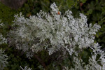 White-Green Lavender Leaves