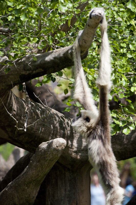 White-Handed Gibbon at Miami Zoo