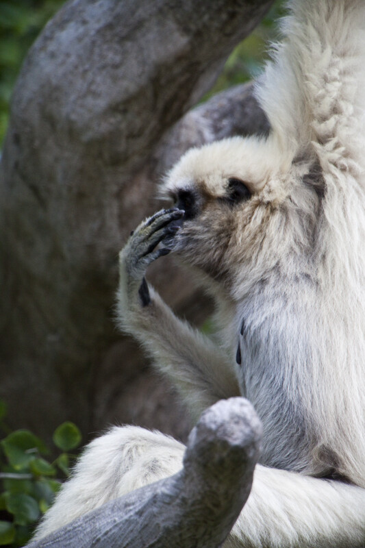 White-Handed Gibbon Covering Face