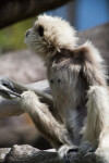 White-Handed Gibbon Crouching