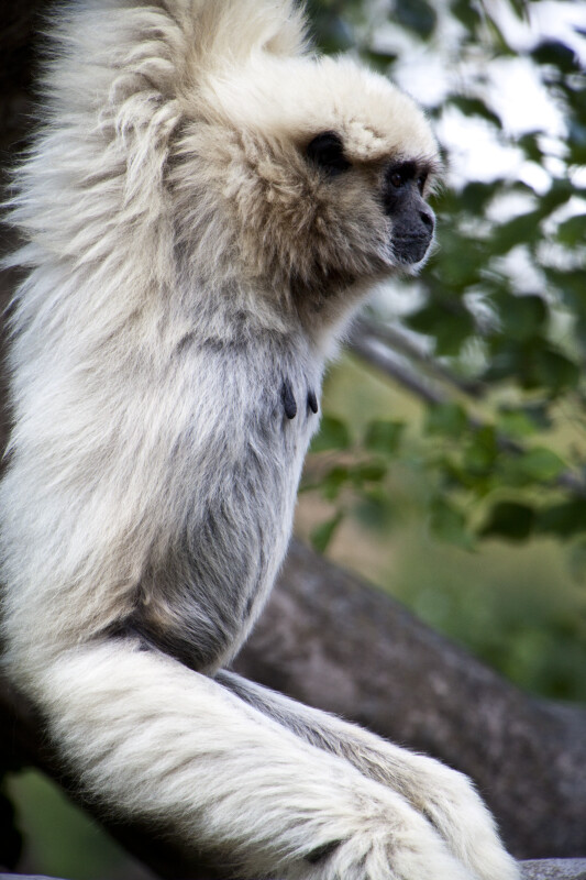 White-Handed Gibbon Hanging