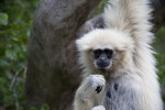 White-Handed Gibbon Looking at Camera