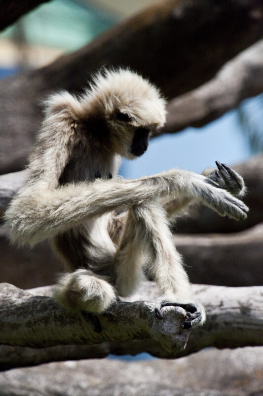 White-Handed Gibbon Looking at Paws