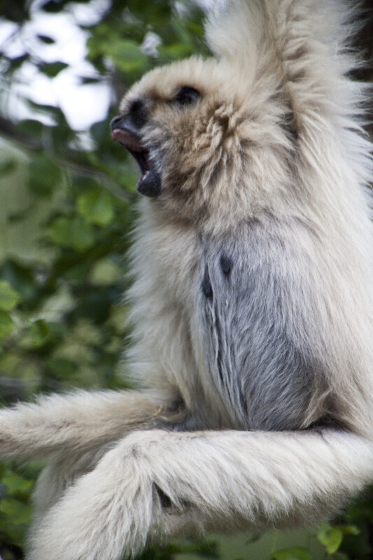 White-Handed Gibbon Looking Left