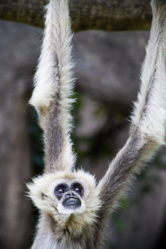 White-Handed Gibbon Looking Up