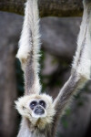 White-Handed Gibbon Looking Up