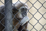 White-Handed Gibbon Resting Hand on Chain-Link Fence