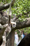 White-Handed Gibbon Swinging