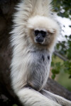 White-Handed Gibbon With Head Turned