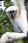 White-Handed Gibbon with Mouth Open